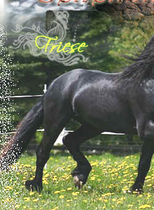 Friese / 26.Feb.2007